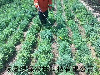 甘肅某林場職工正在云杉林地噴施林用惠爾除草劑